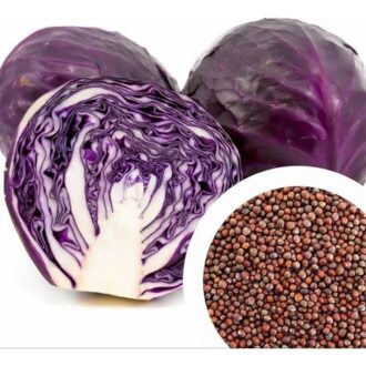 Red Cabbage Seeds 100 Grams