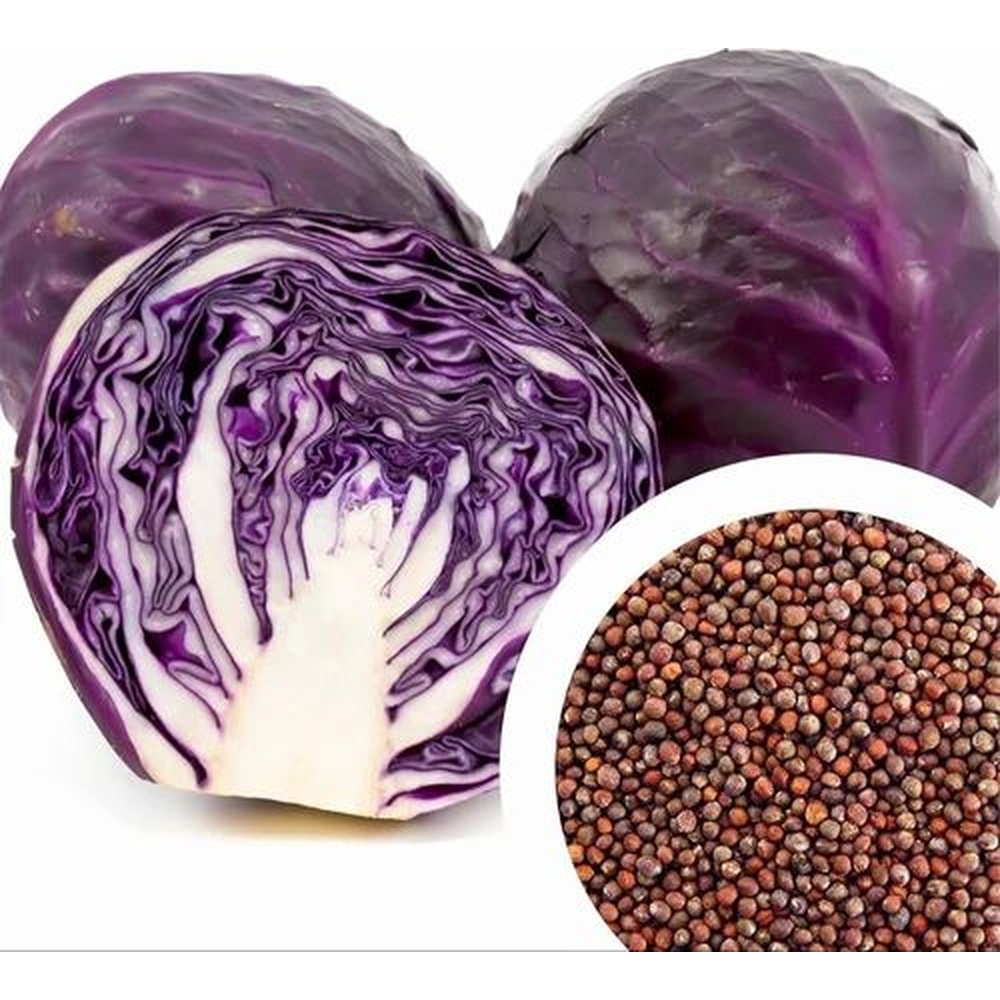 Red Cabbage Seeds 100 Grams