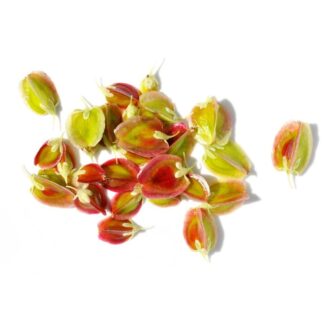 Rhubarb Seeds