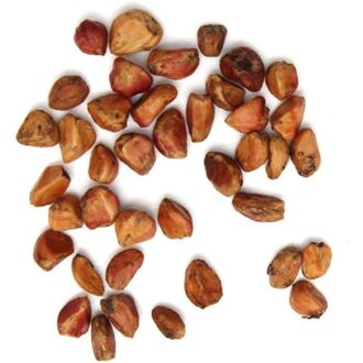Rose Seeds 100 Grams