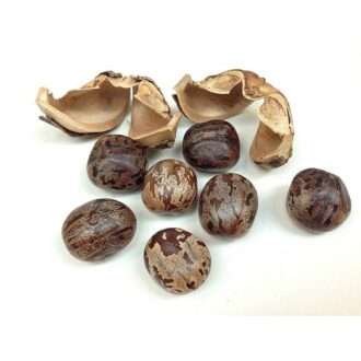 Rubber Plant Seeds