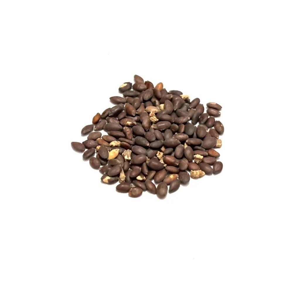 Salvia Seeds 100 Grams