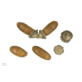 Silver Oak Seeds