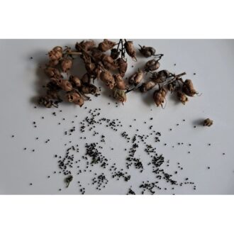 Snapdragon Seeds 100 Grams