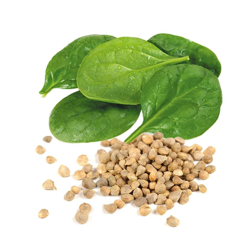 Spinach Seeds