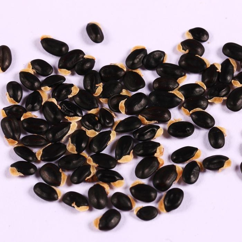 Starfruit (Carambola) Seeds