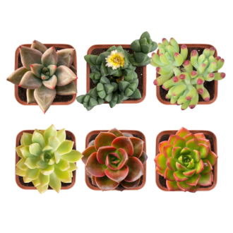 Succulent & Cactus Food