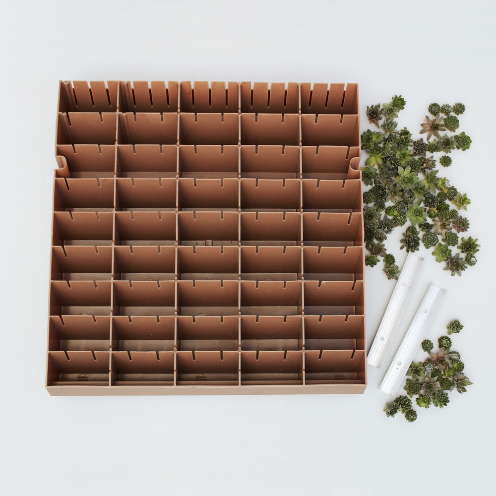 Succulent DIY Kit