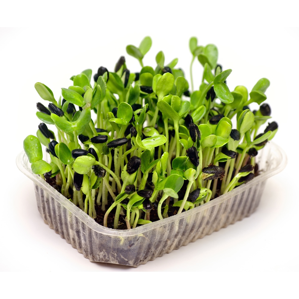 Sunflower Microgreens