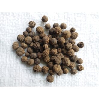Teak Wood Seeds