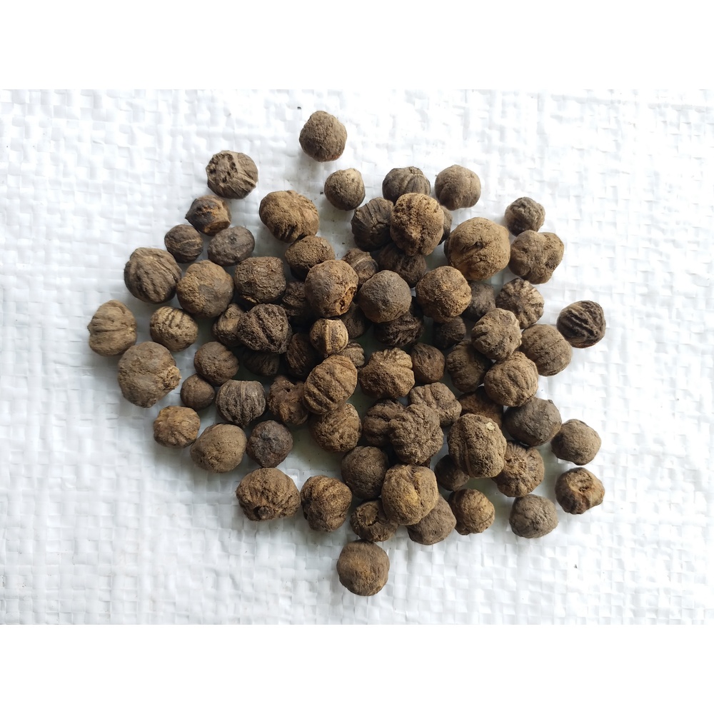 Teak Wood Seeds