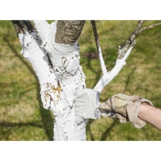 Tree Trunk Protector Paint