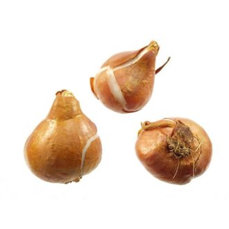 Tulip Bulbs (Pack of 3)