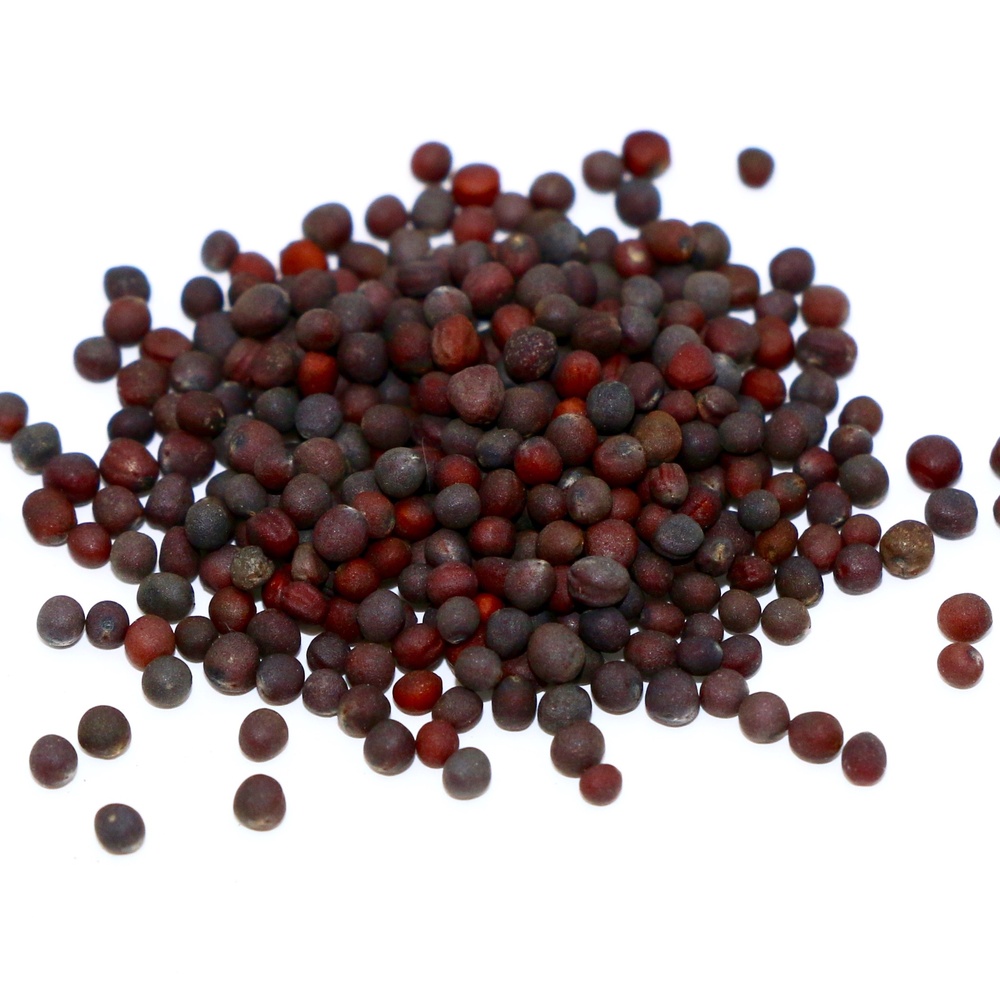 Turnip Seeds